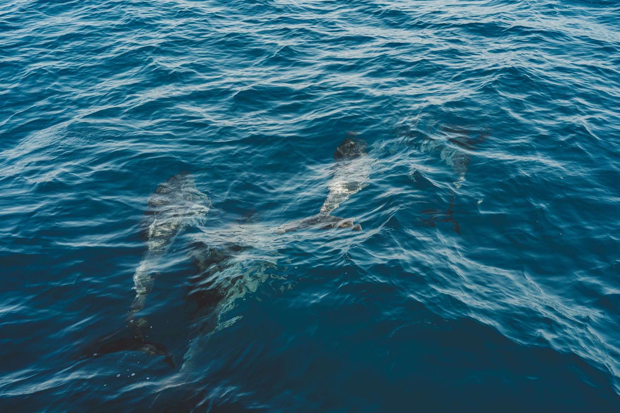 Delfines en barco sondevela